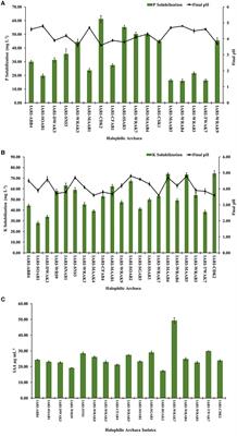 Rhizosphere-dwelling halophilic archaea: a potential candidate for alleviating salinity-associated stress in agriculture